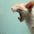 Common Cat