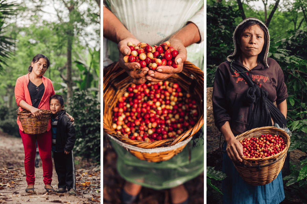 Women working on coffee farm 