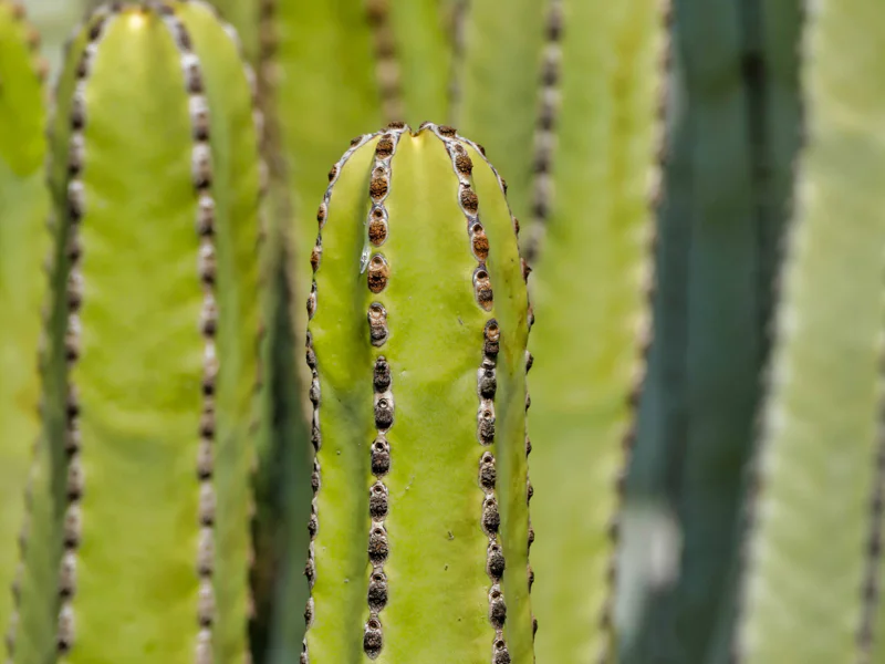 San Pedro columnar cactus