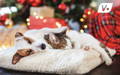 Dog and cat sleeping on a pet bed in a holiday setting