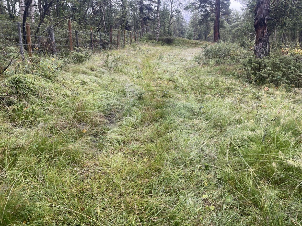 Skiløype
