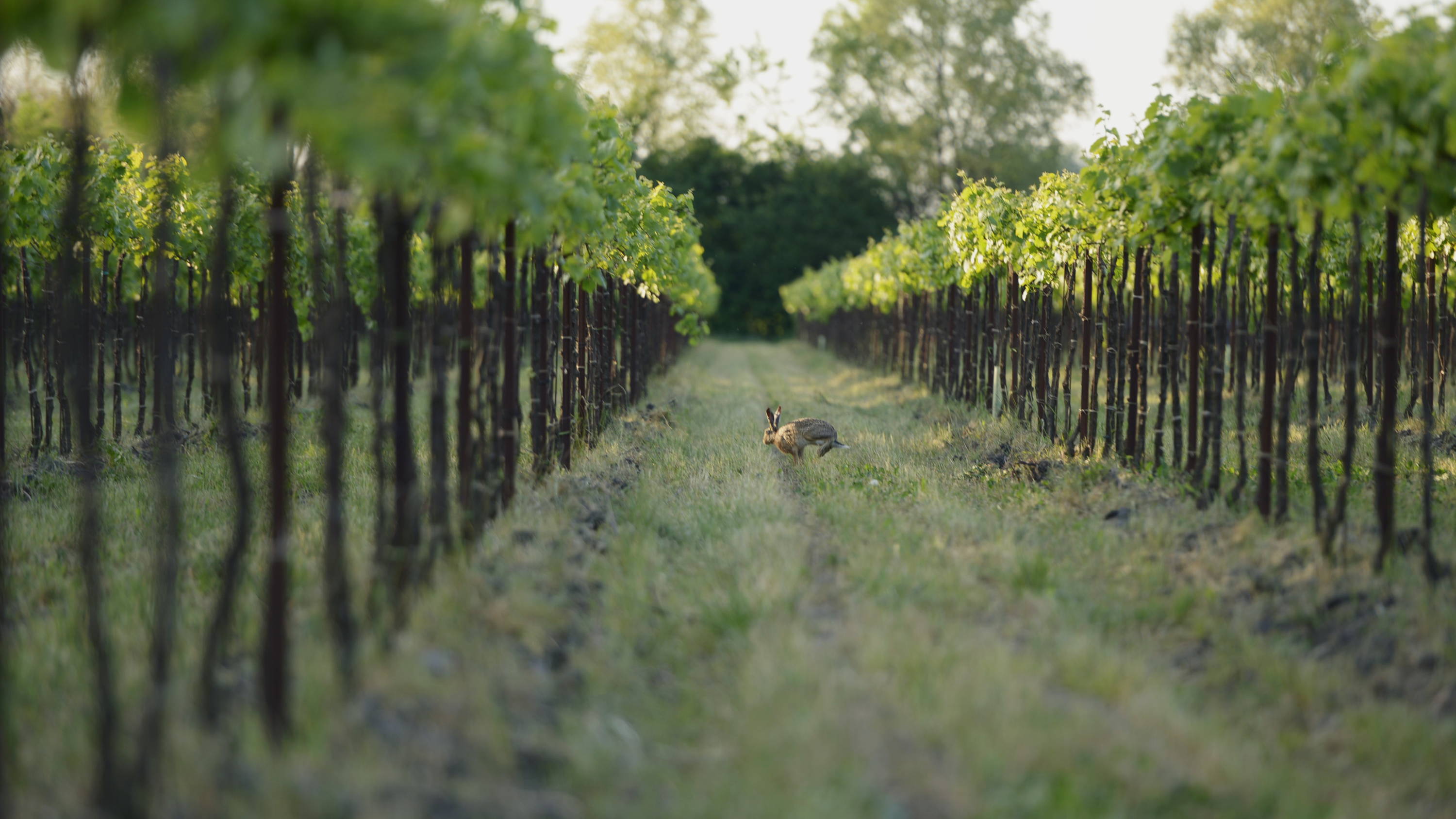 ワイルドネイチャー ヴァルポリチェッラ リパッソ DOC ［赤］ – 柴田屋