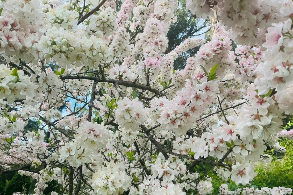 Sanctuary House Resort Motel Voucher - Image 8