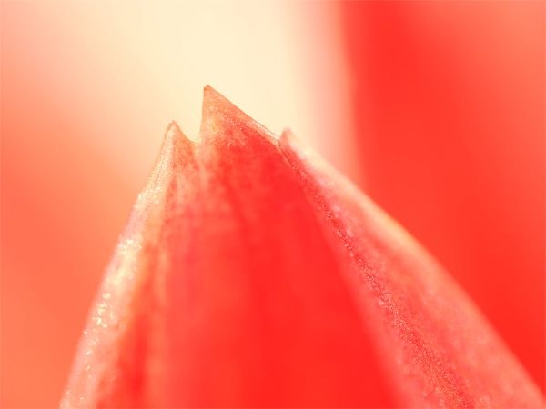 赤花