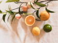 Collagen building citrus fruits with seeds and a branch of leaves indicating natural sources of collagen