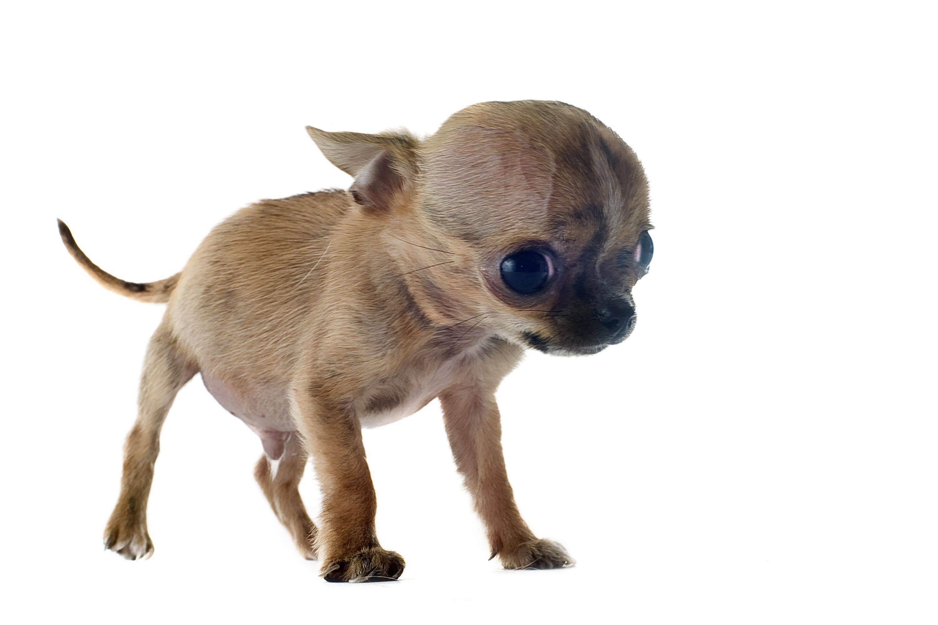chihuahua hydrocephalus