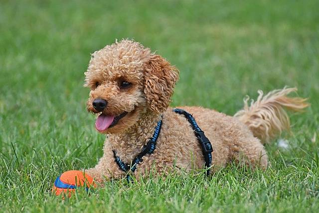 chihuahua mixed with a poodle