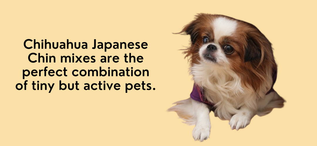 japanese chin chihuahua mix for sale
