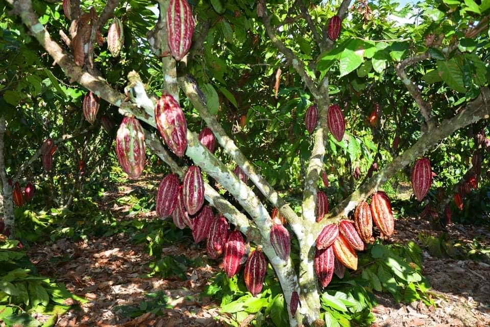 Freshly dried raw Criollo cacao beans.