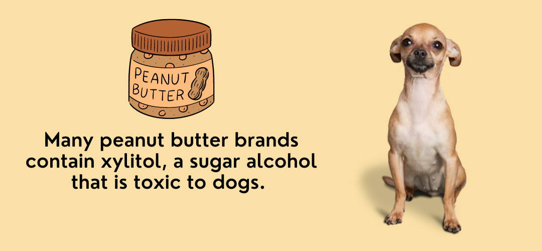 peanut butter is bad for dogs because it contains xylitol.png