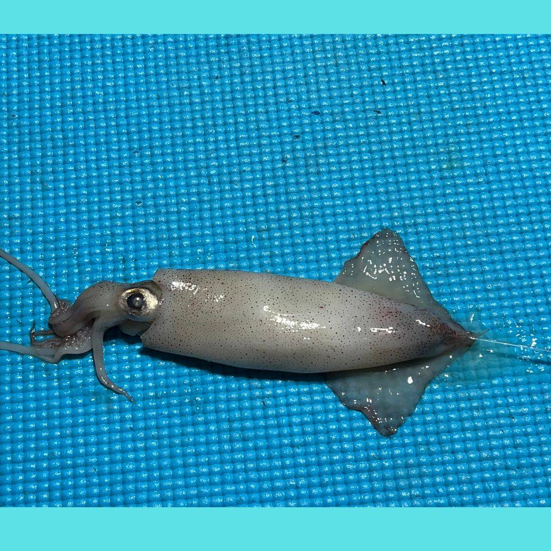 Weedless Mahi Squid Rig