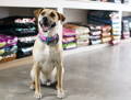 Dog sitting happily in a dog health food store