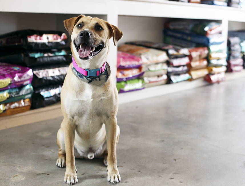 Dog sitting in a pet health food store surrounded by supplements and vitamins