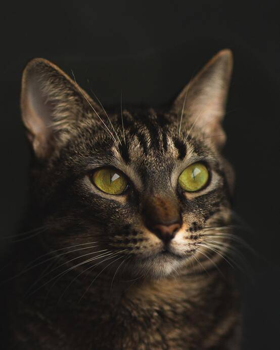 Cats in the dark