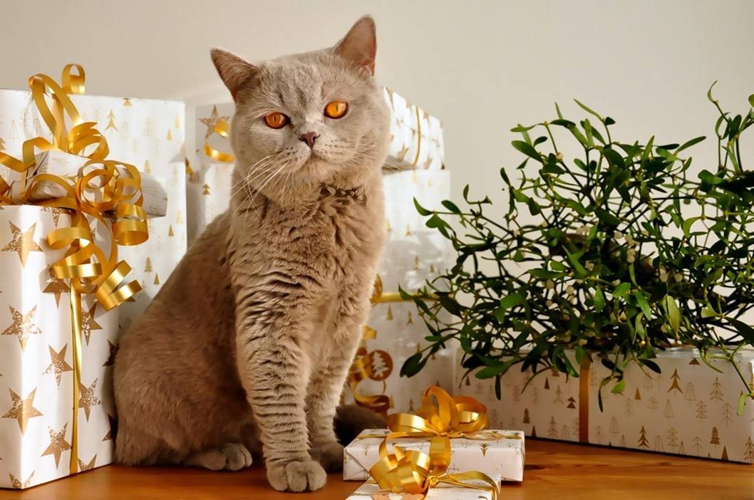 what to get your cat for Christmas -Grey tubby cat in front of presents Image by Uschi Leonhartsberger-Schrott from Pixabay 