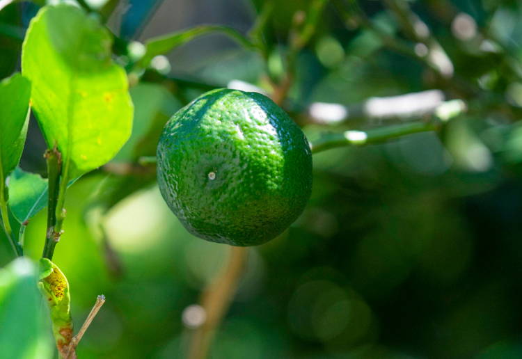 シークワーサー効果