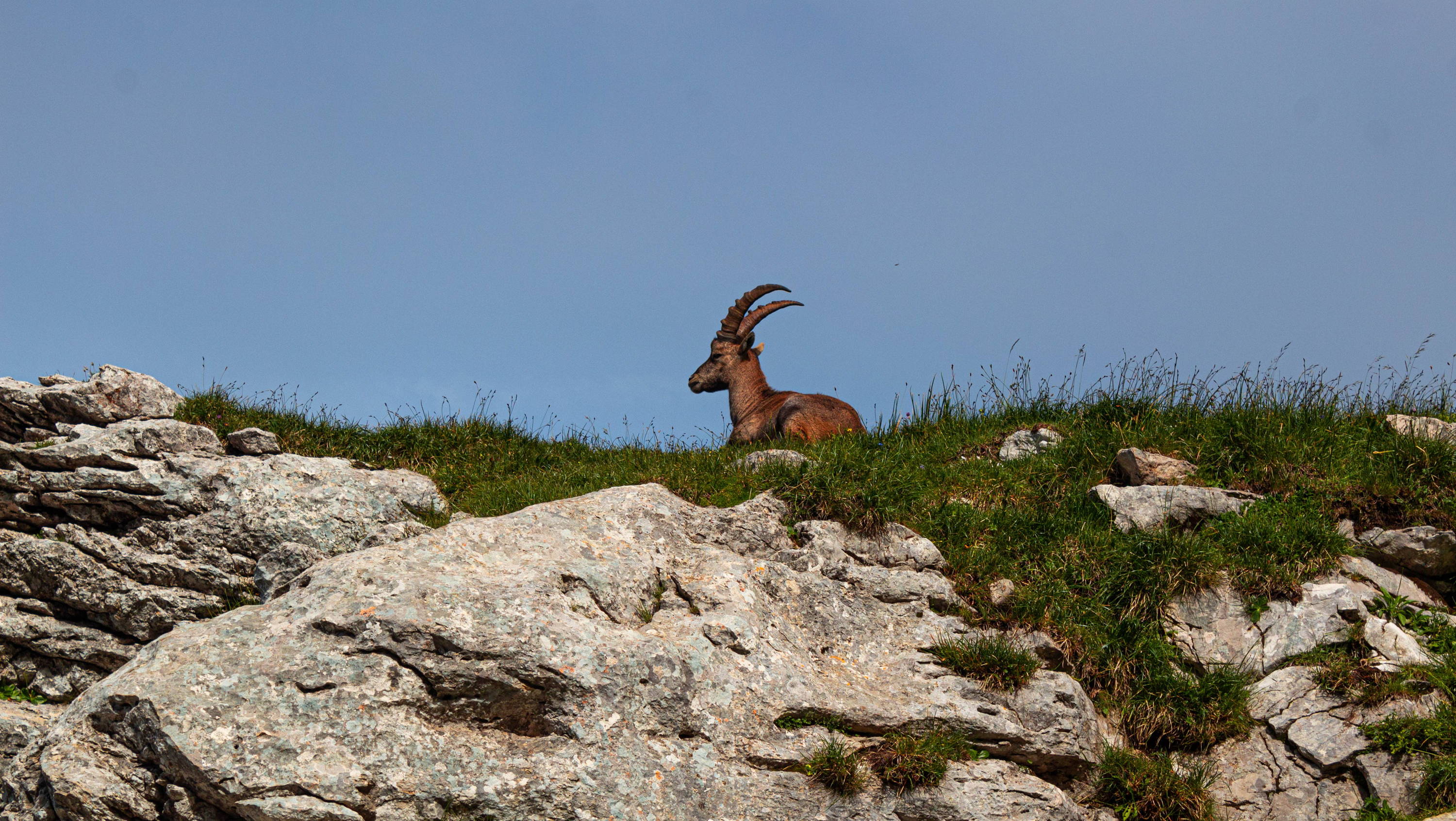 bouquetins-montagne-randonnée-de-la-grande-moucherolle