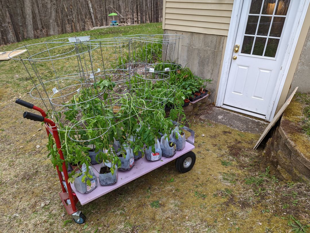 My overgrown tomatoes on their cart. Peppers in the background.