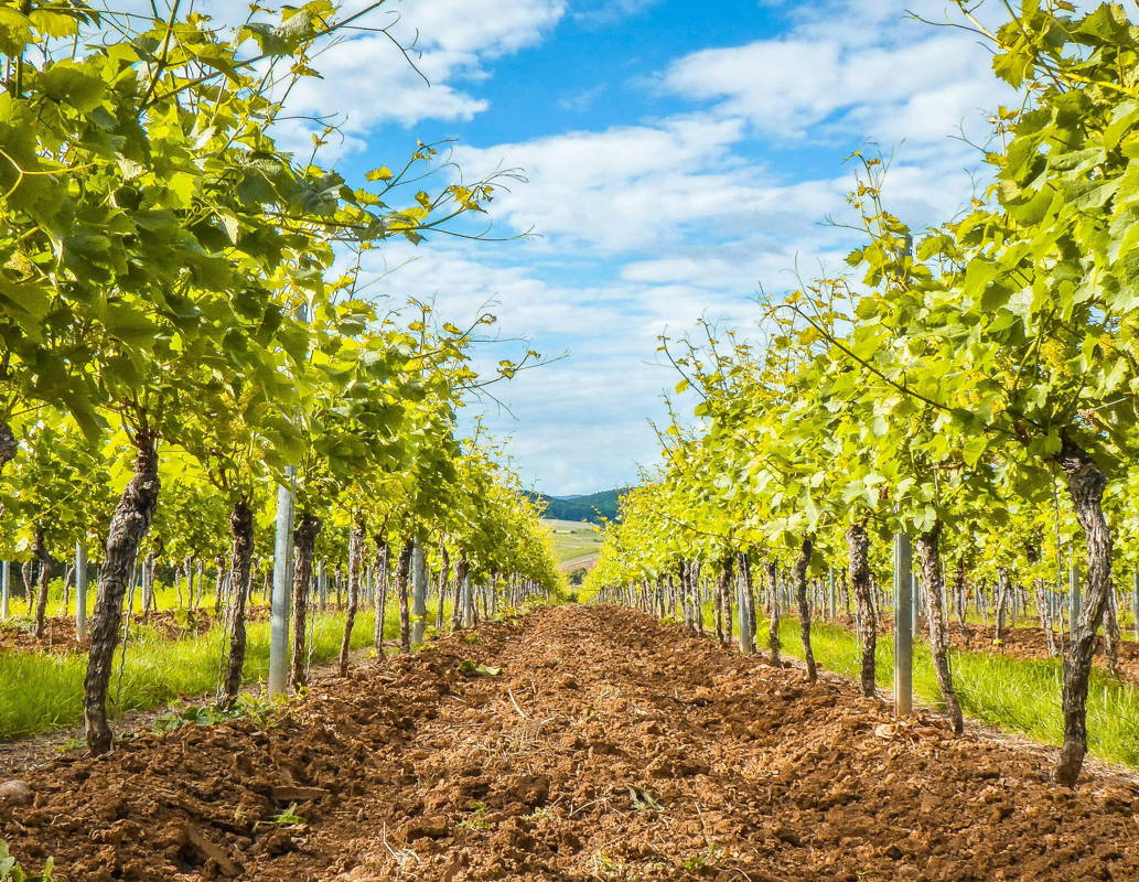 Vignobles en Italie – Toscane et Piémont