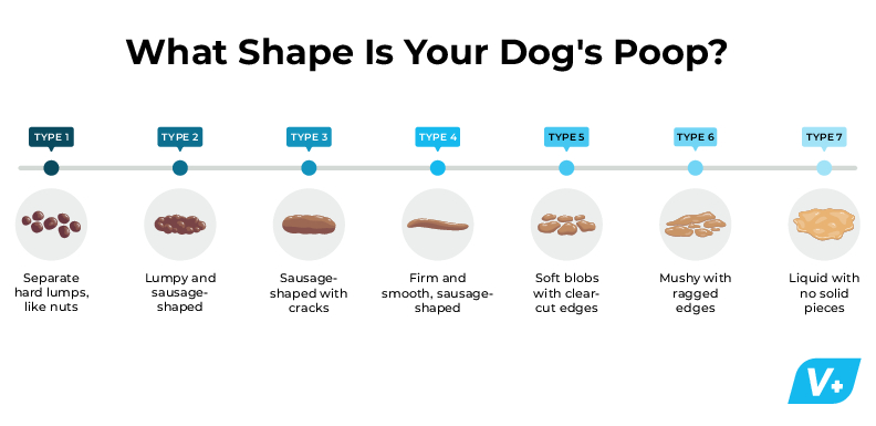 Illustrated spectrum of 7 types of dog poop shapes ranging from hard to watery
