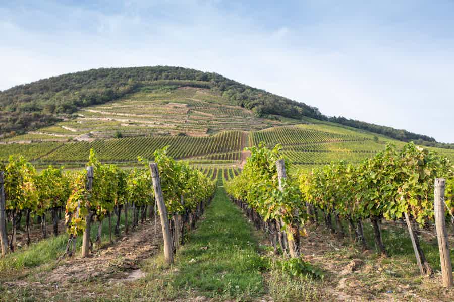 Tokaj and Sárospatak Private Day Tour from Budapest - photo 5