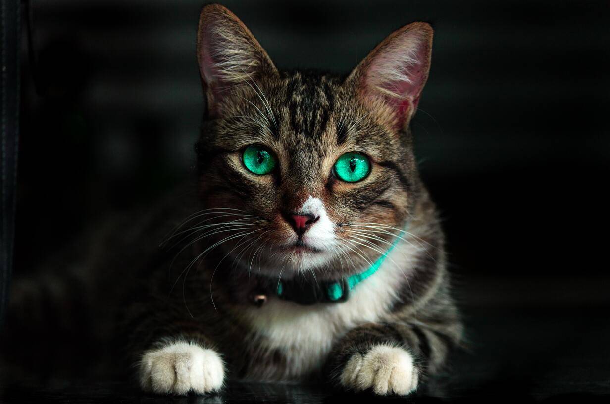 A cat's cute eyes