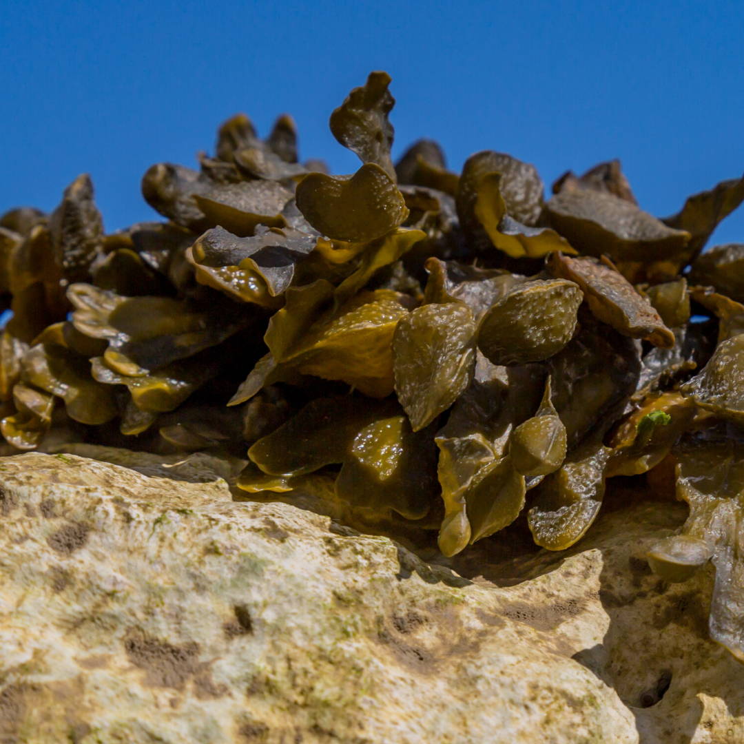 Brown Seaweed Extract Skin Care