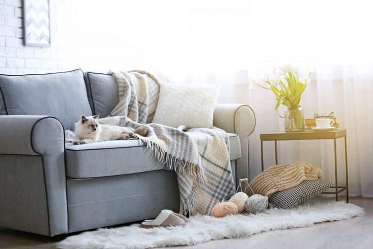 a cat sitting on a couch in a cozy room