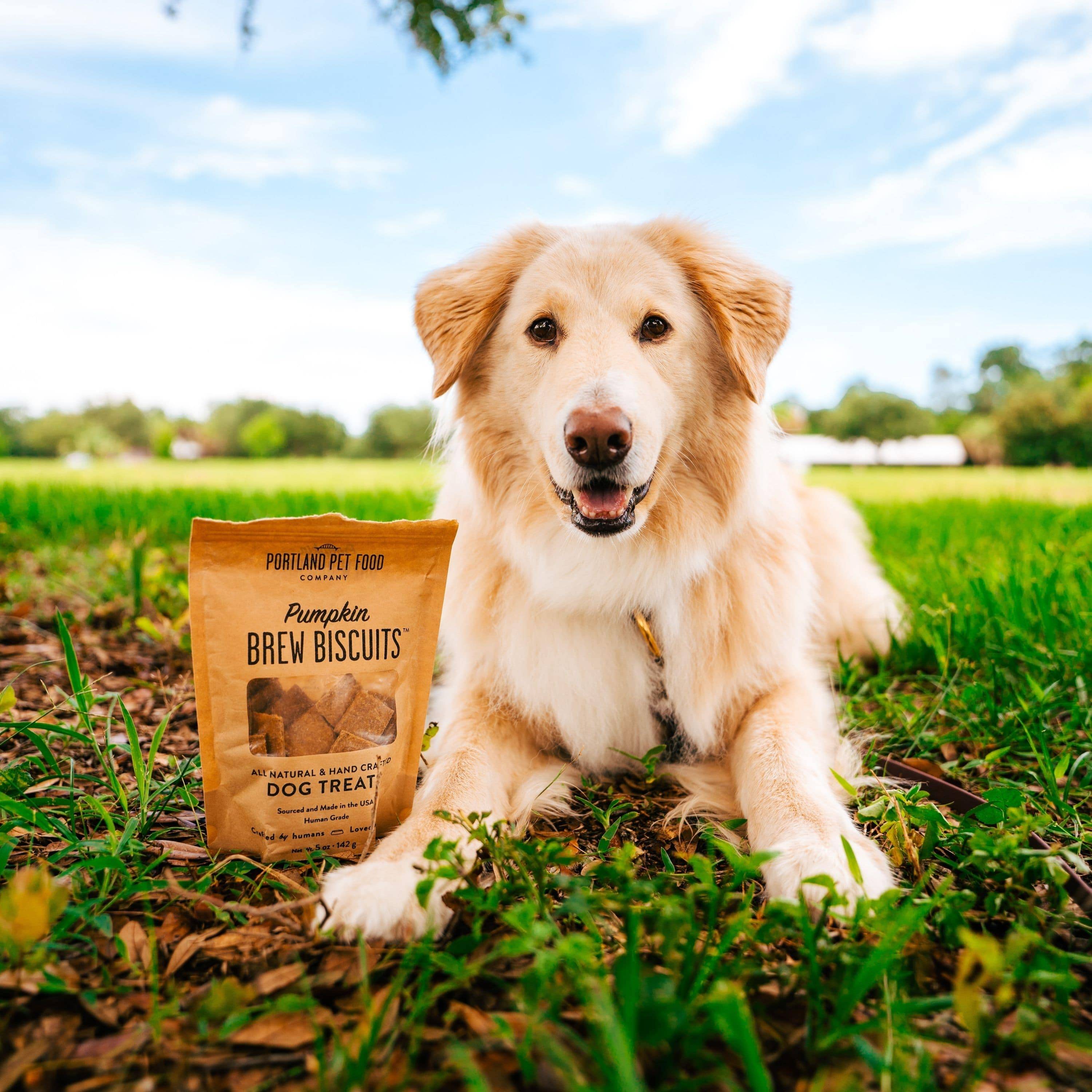 A picky dog eating a bowl of Rosie's Beef N' Rice dog food meal mixers.