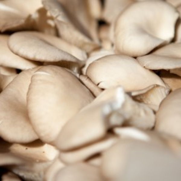 pleurote