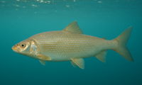 Mountain Whitefish