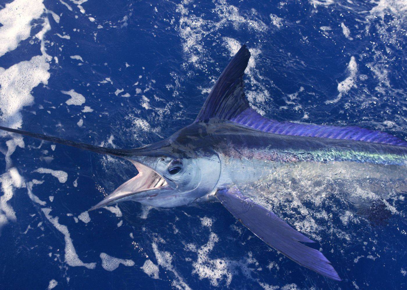Blue Marlin Fishing Lures