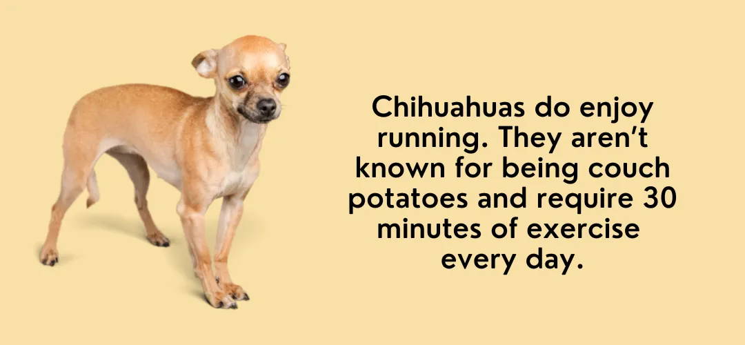 how fast is a chihuahua