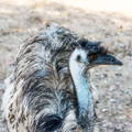 male-emu-conserving-warmth-in-winter