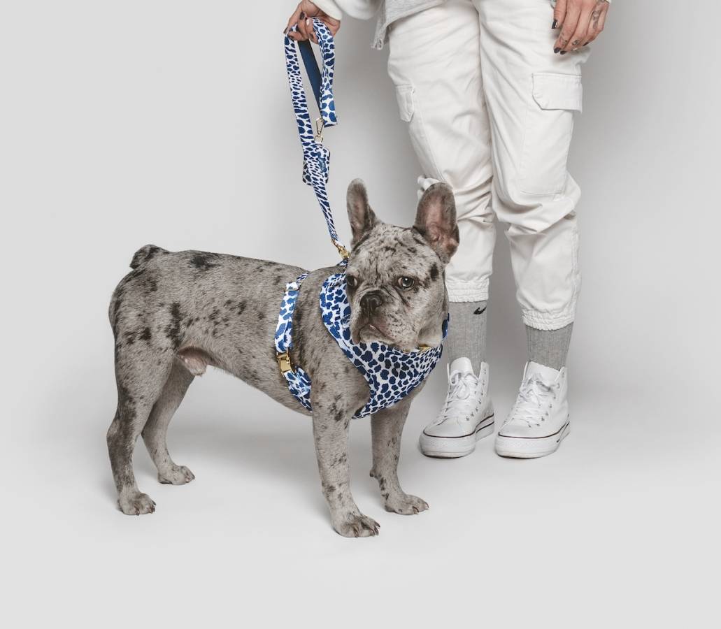 dog harness frenchie