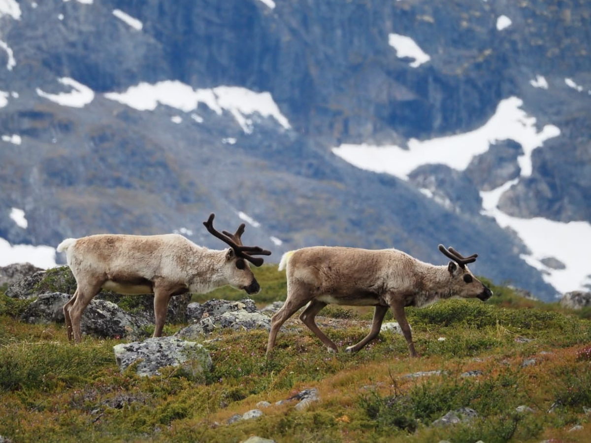 Rentiere in Lappland beobachten - Digital Detox live erleben