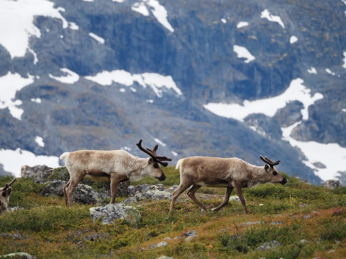Rentiere in Lappland beobachten - Digital Detox live erleben
