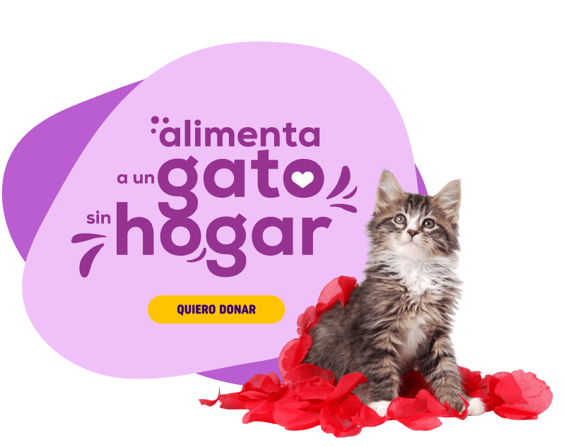 alimenta a un gato sin hogar