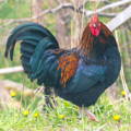 adult rooster posing in field