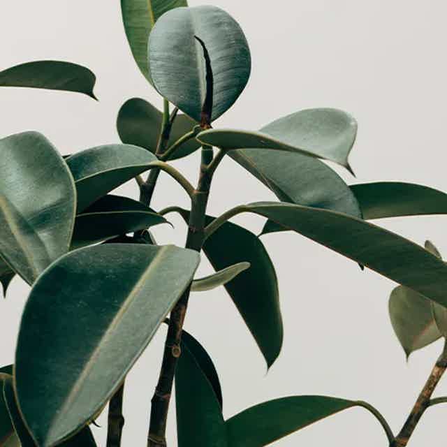 Close-up of green rubber plant leaves with glossy texture against a light background.