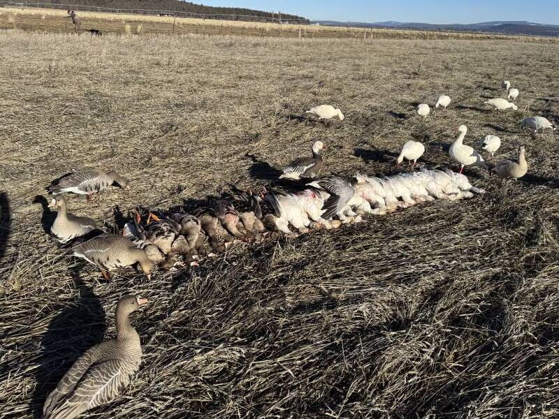 Spring goose hunt over decoys