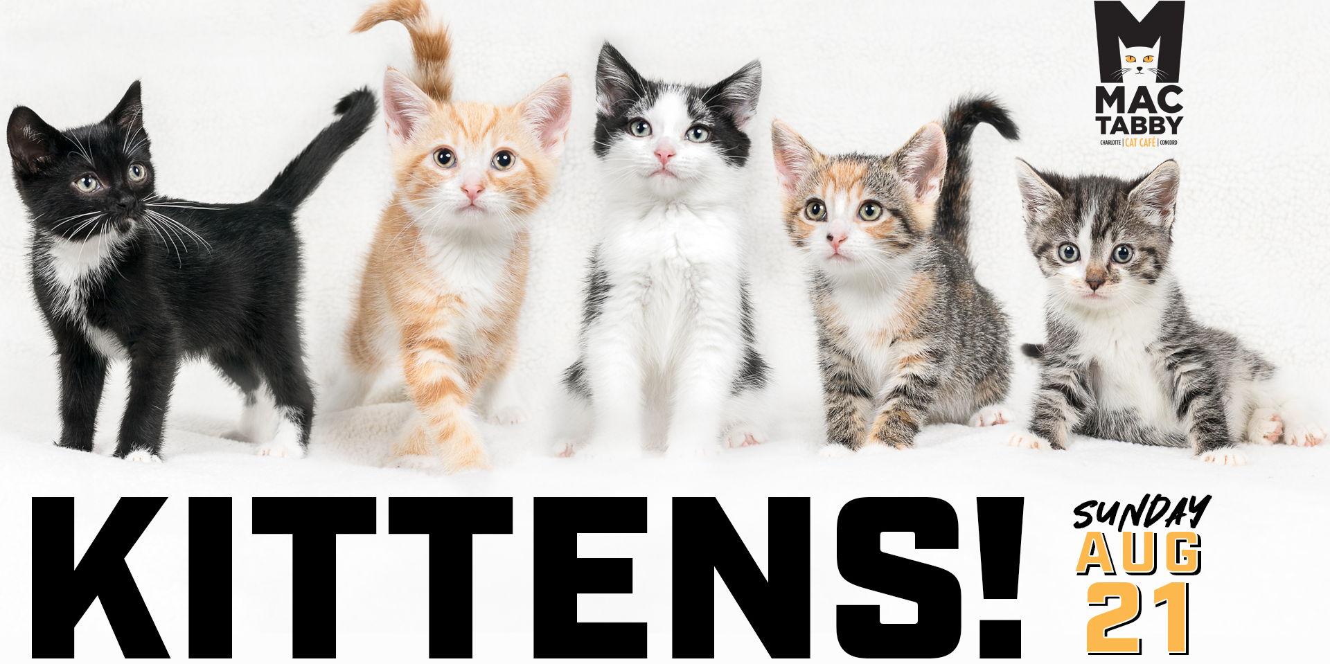 KITTENS! Adoption Event promotional image