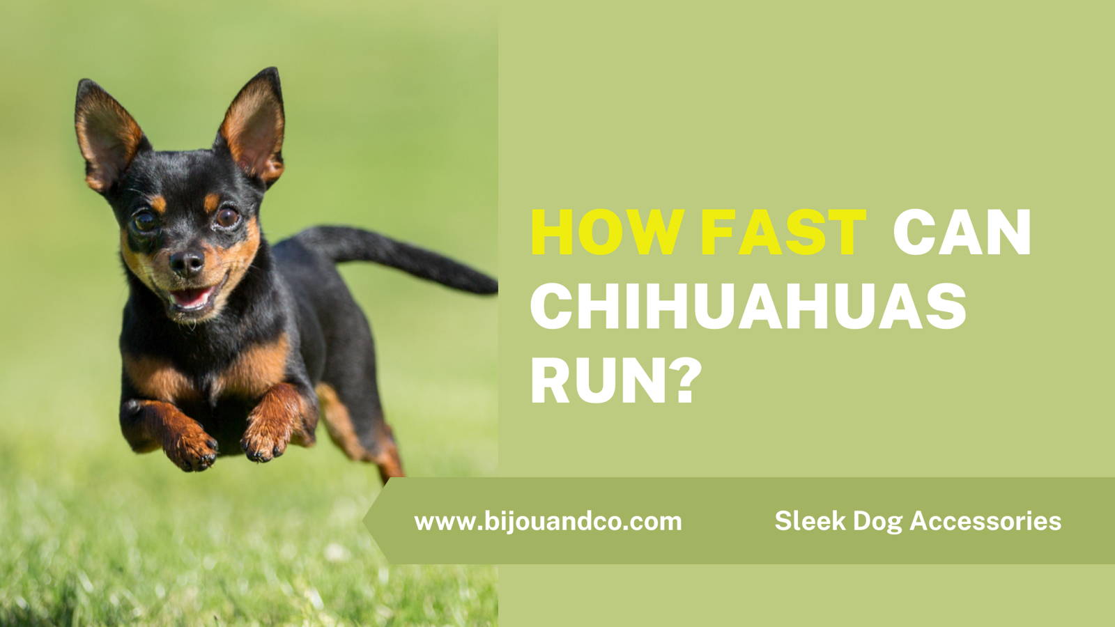 how fast can chihuahuas run