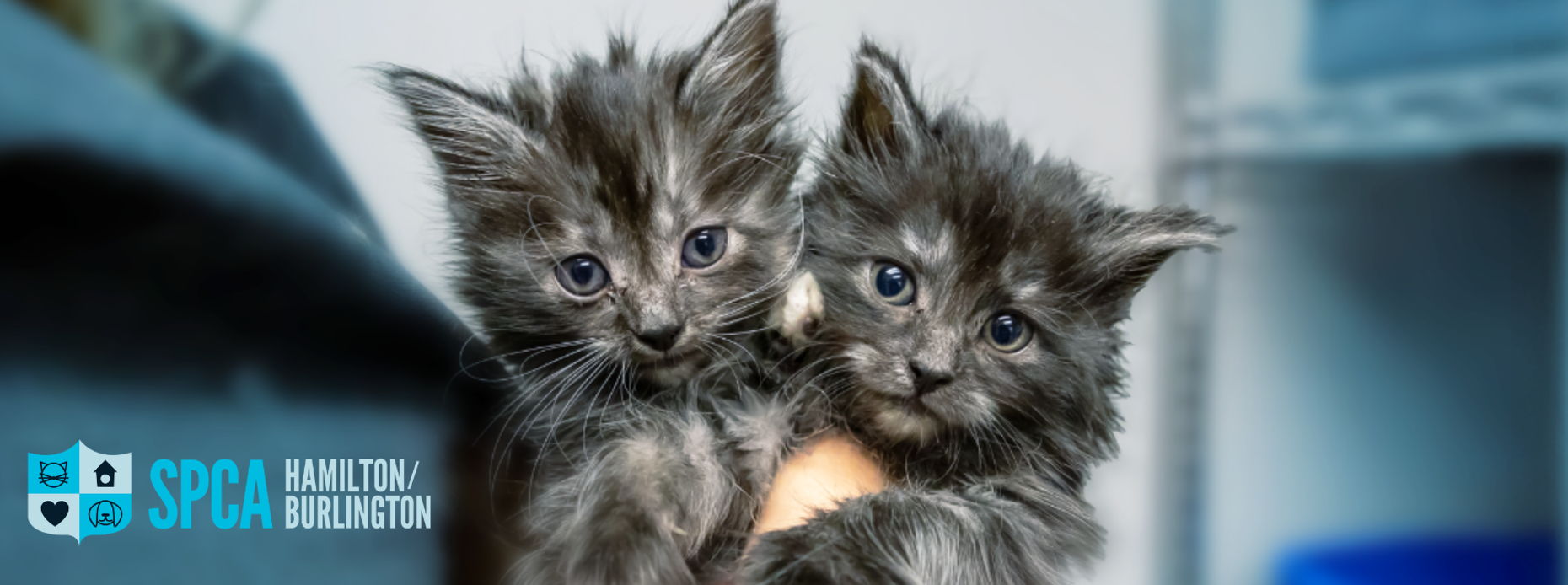 Hamilton/Burlington SPCA Donor Portal
