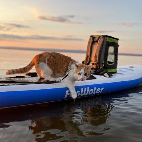 Stand up paddleboarding with cat in