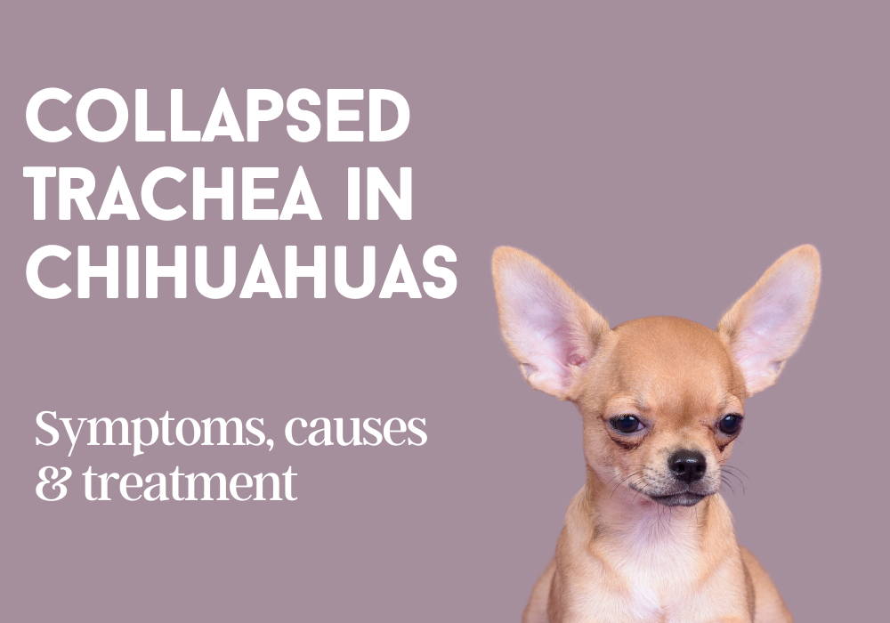 chihuahua collapsed trachea