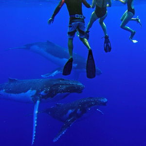 Honeymoon Whale Adventure Fund