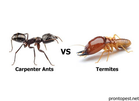 ants_carpenter_termites