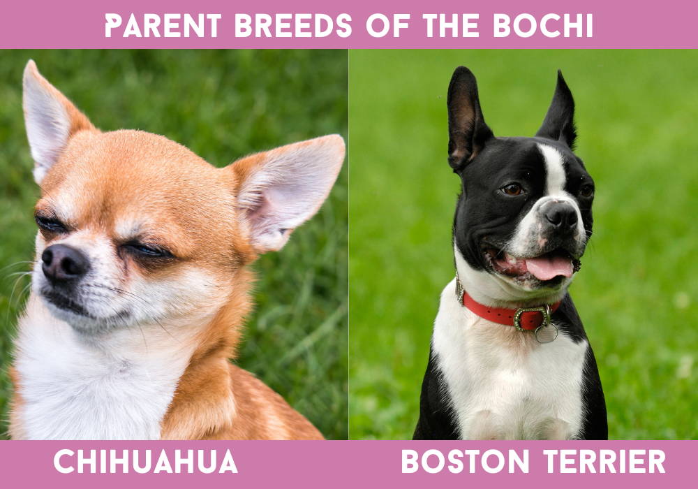 boston terrier and chihuahua mix