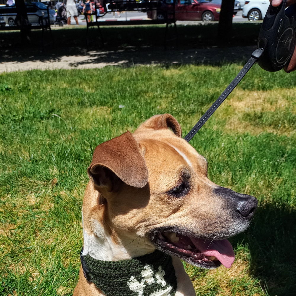 Bandana de pata de cachorro